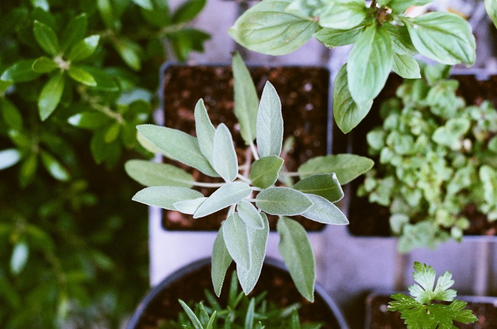 Spring Date Ideas - Plant Herbs