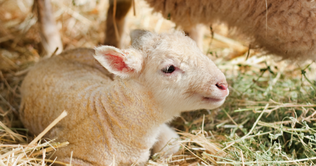 newborn lamb with its mother in straw