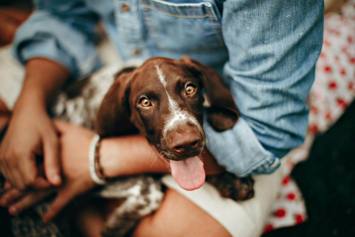  Compassionate Guide to Saying Goodbye to Your Dog